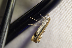 Catoptria latiradiellus