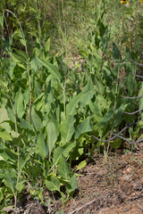 Rudbeckia glaucescens