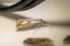 Catoptria latiradiellus