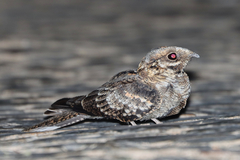 Caprimulgus ruficollis