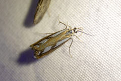Catoptria latiradiellus