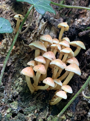 Hypholoma