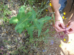 Asclepias cordifolia