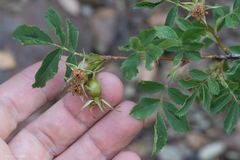 Rosa pisocarpa pisocarpa