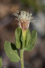 Brickellia greenei