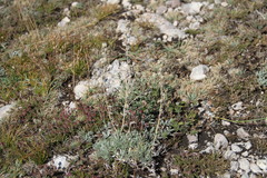 Artemisia alpina