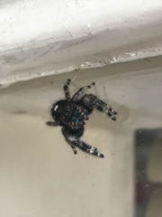 Phidippus audax
