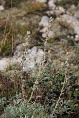 Artemisia alpina