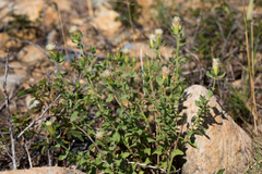 Brickellia greenei
