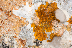 Xanthoria calcicola