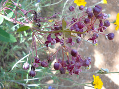 Asclepias cordifolia