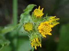 Senecio lugens