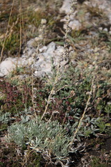 Artemisia alpina