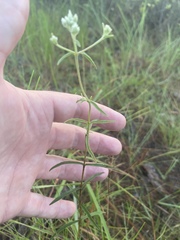 Eupatorium leucolepis