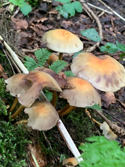 Hypholoma