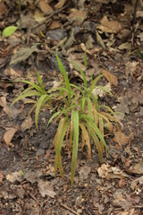 Puccinia brachypodii