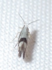 Argyresthia oreasella