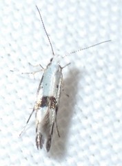 Argyresthia oreasella