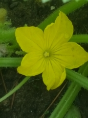 Cucumis sativus
