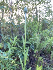 Cirsium lecontei