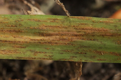 Puccinia brachypodii
