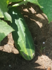 Cucumis sativus