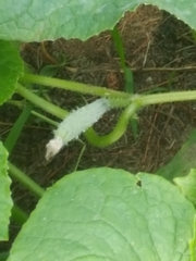 Cucumis sativus