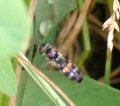 Pyrophaena rosarum