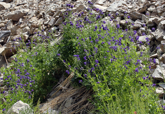 Delphinium polycladon