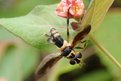 Trichopoda