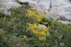 Ferulago galbanifera