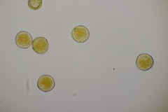 Puccinia brachypodii