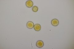 Puccinia brachypodii