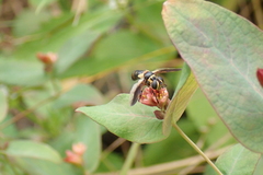 Trichopoda