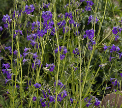 Delphinium polycladon