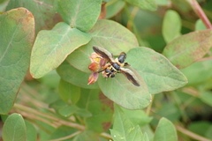 Trichopoda