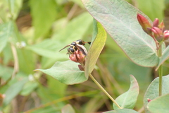 Trichopoda