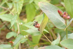 Trichopoda