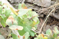Trichopoda