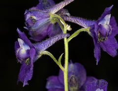 Delphinium polycladon
