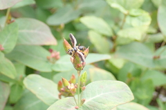 Trichopoda