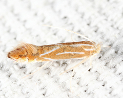 Phyllonorycter basistrigella