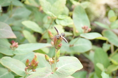 Trichopoda