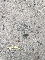 Cicindela ancocisconensis