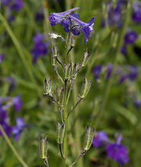 Delphinium polycladon