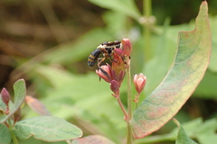 Trichopoda