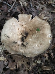 Russula eccentrica