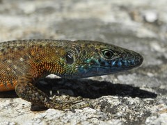 Algyroides nigropunctatus