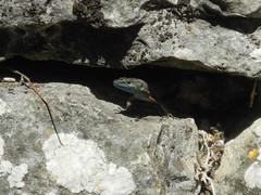 Algyroides nigropunctatus