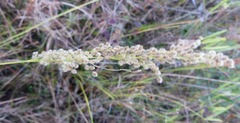 Anthenantia